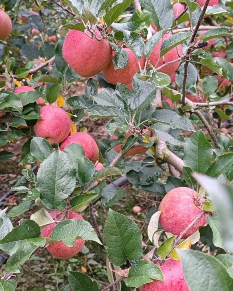 汉源高山糖心红富士苹果