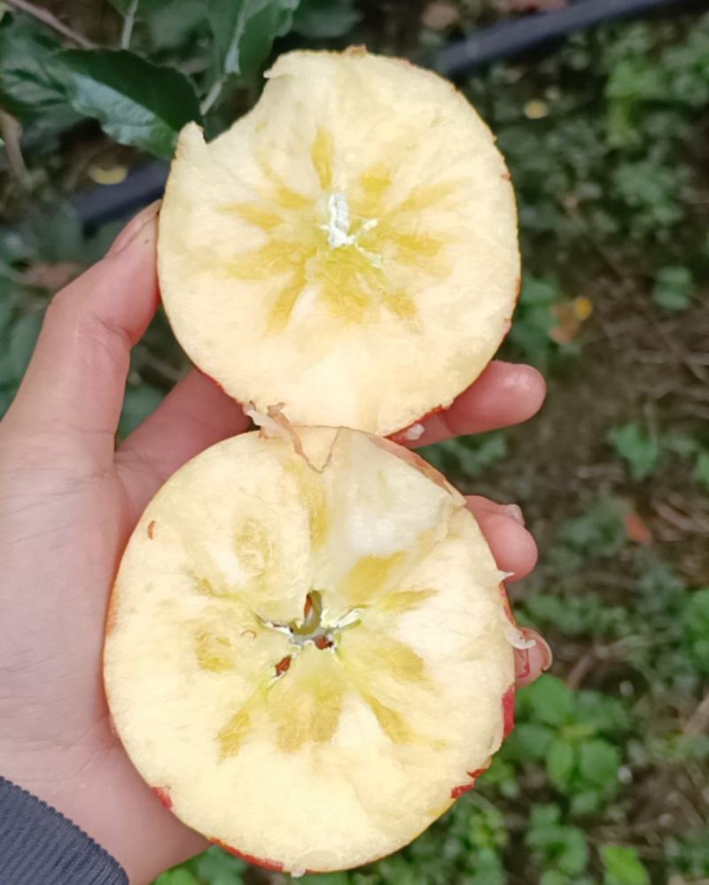 汉源高山糖心红富士苹果