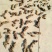，野生金刚藤，商陆