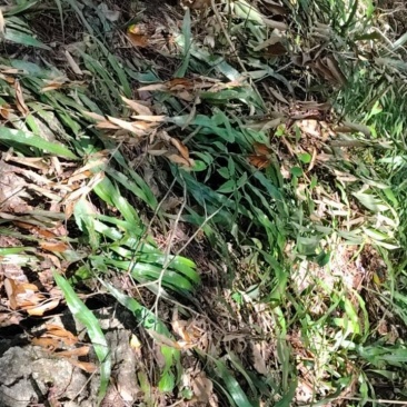 肾精草纯野生