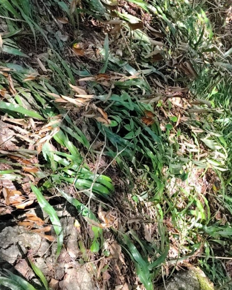 肾精草纯野生