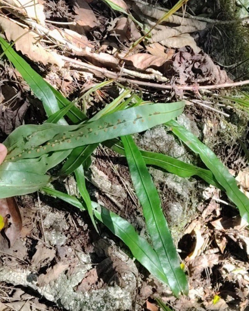 肾精草纯野生