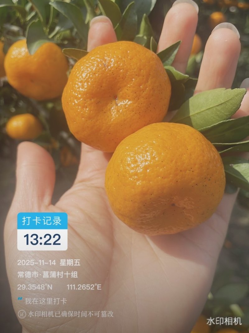 南丰蜜桔