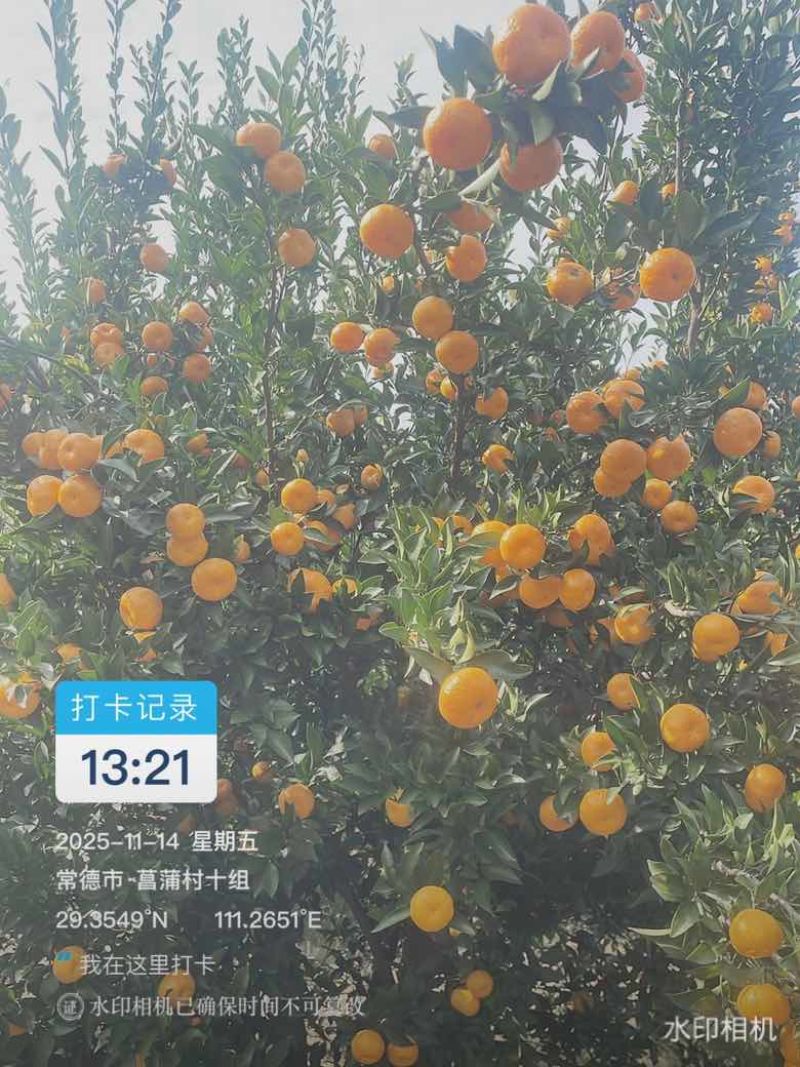 南丰蜜桔