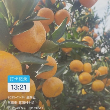 南丰蜜桔