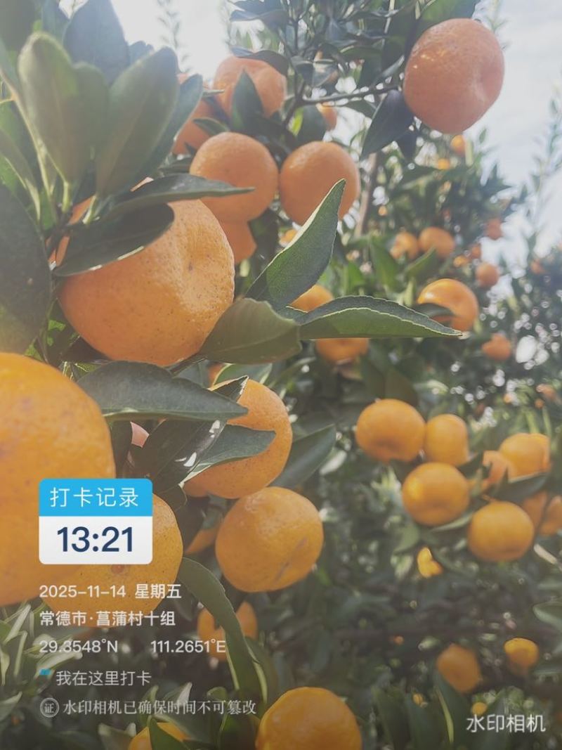 南丰蜜桔