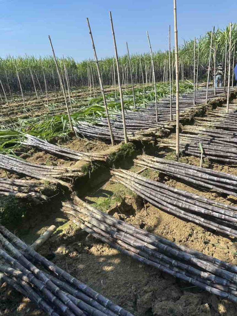 广西黑皮水果甘蔗，产地直发，五吨起批，适合零售、商超