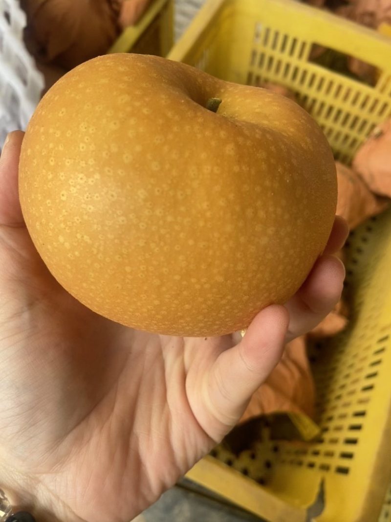 山东莱阳正宗高品质秋月梨