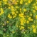 野菊花