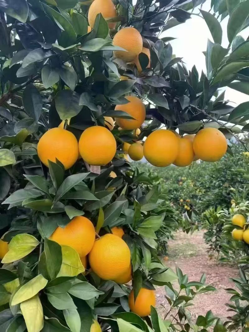 江西省赣州市安远脐橙