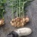 贵州高山二黄姜，海拔950