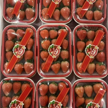 徐州宁玉草莓