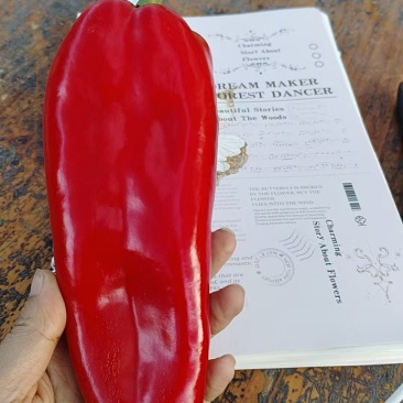 红泡椒