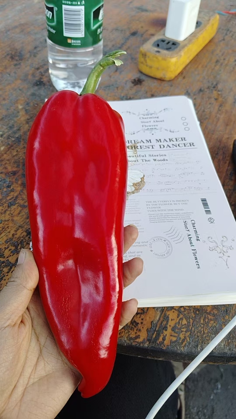 红泡椒