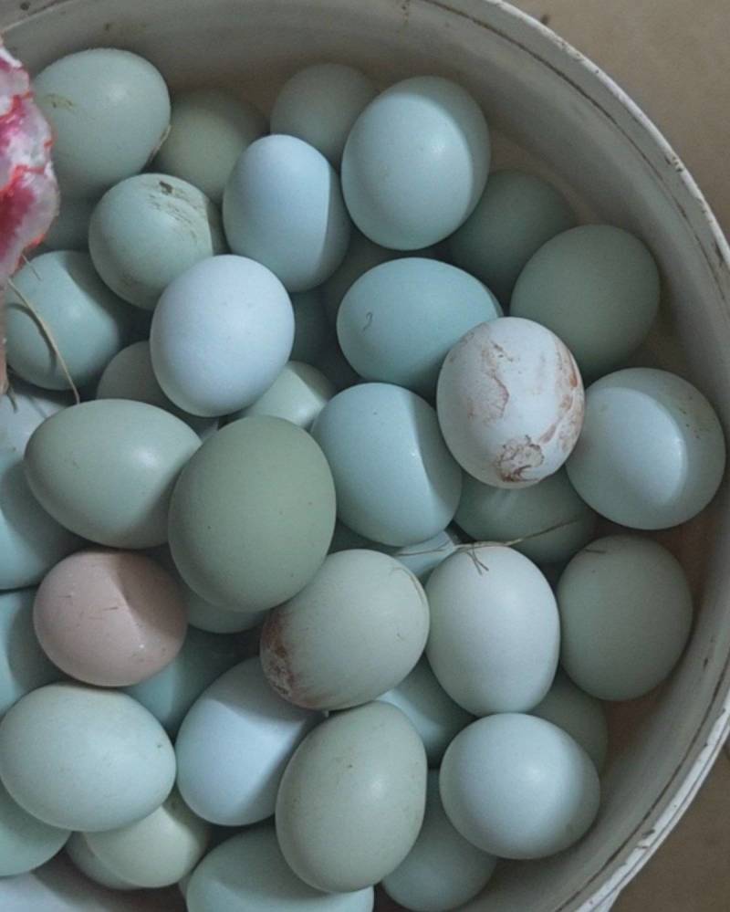 玉米小麦喂养的，散养的，绿壳黄壳土鸡蛋。