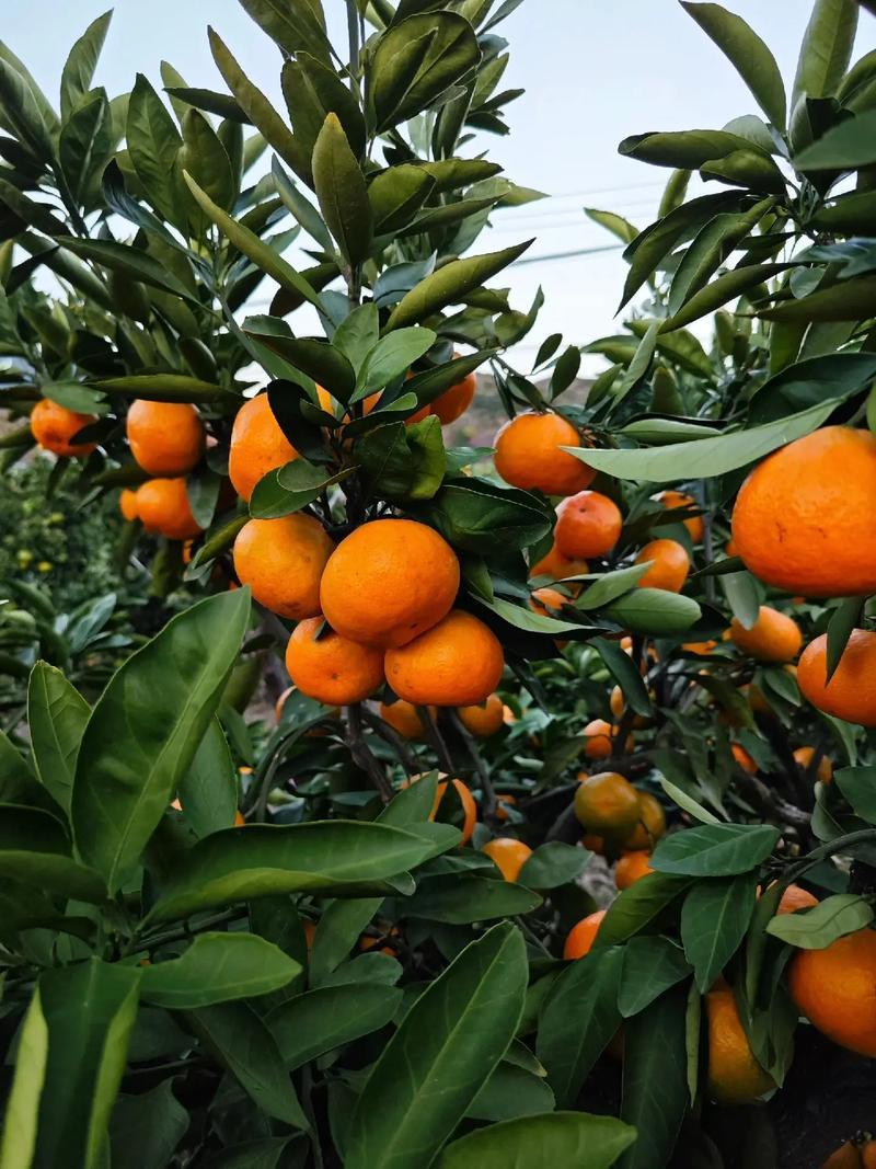 涌泉蜜桔