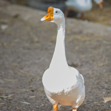 大鹅