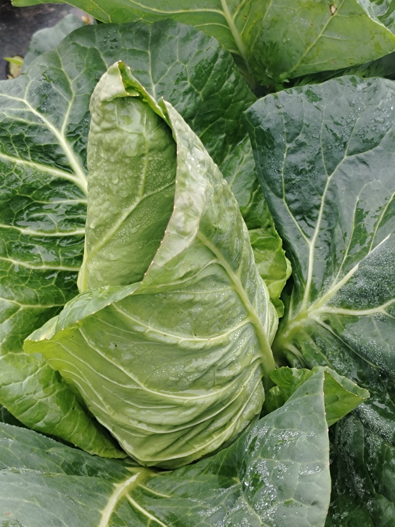云南牛心甘蓝