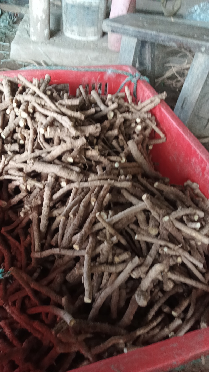 大通草苗，通草根，各种土货