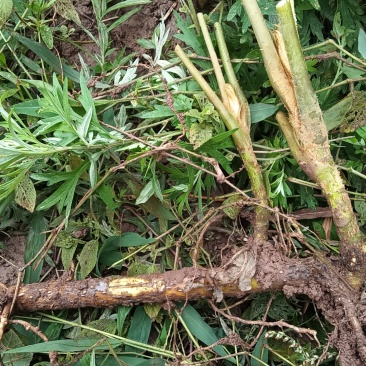大通草苗，通草根，各种土货