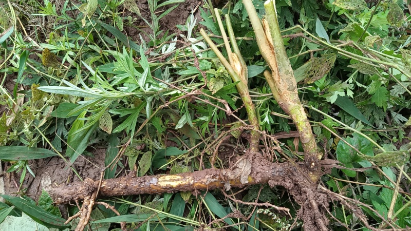 大通草苗，通草根，各种土货