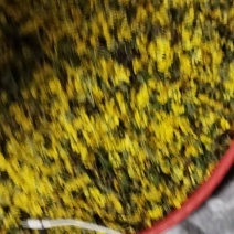 安徽省六安市金寨县黄菊花