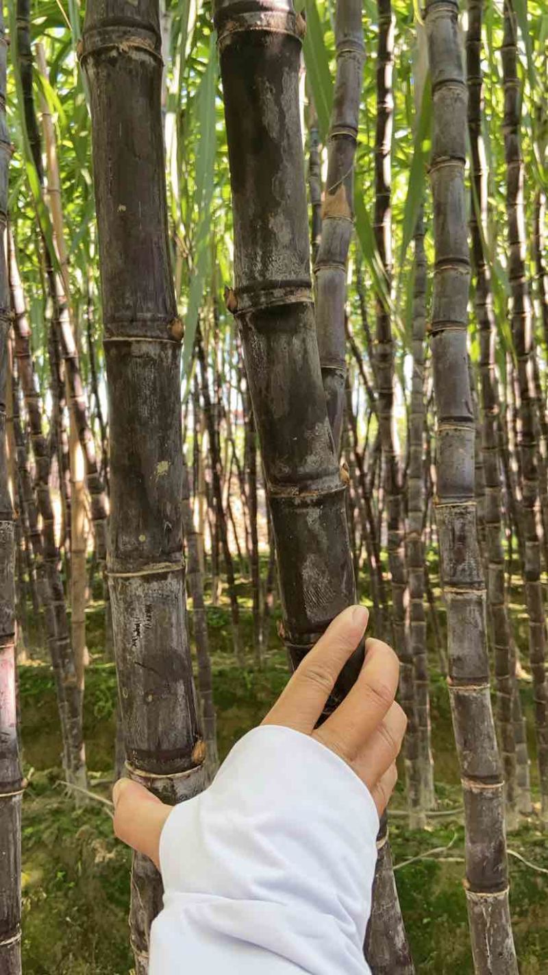 广西黑皮水果甘蔗，产地直发一吨起批，适合商超，电商，市场