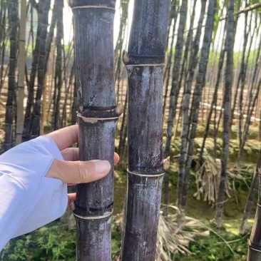 广西黑皮水果甘蔗，产地直发一吨起批，适合商超，电商，市场