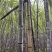 广西黑皮水果甘蔗，产地直发一吨起批，适合商超，电商，市场