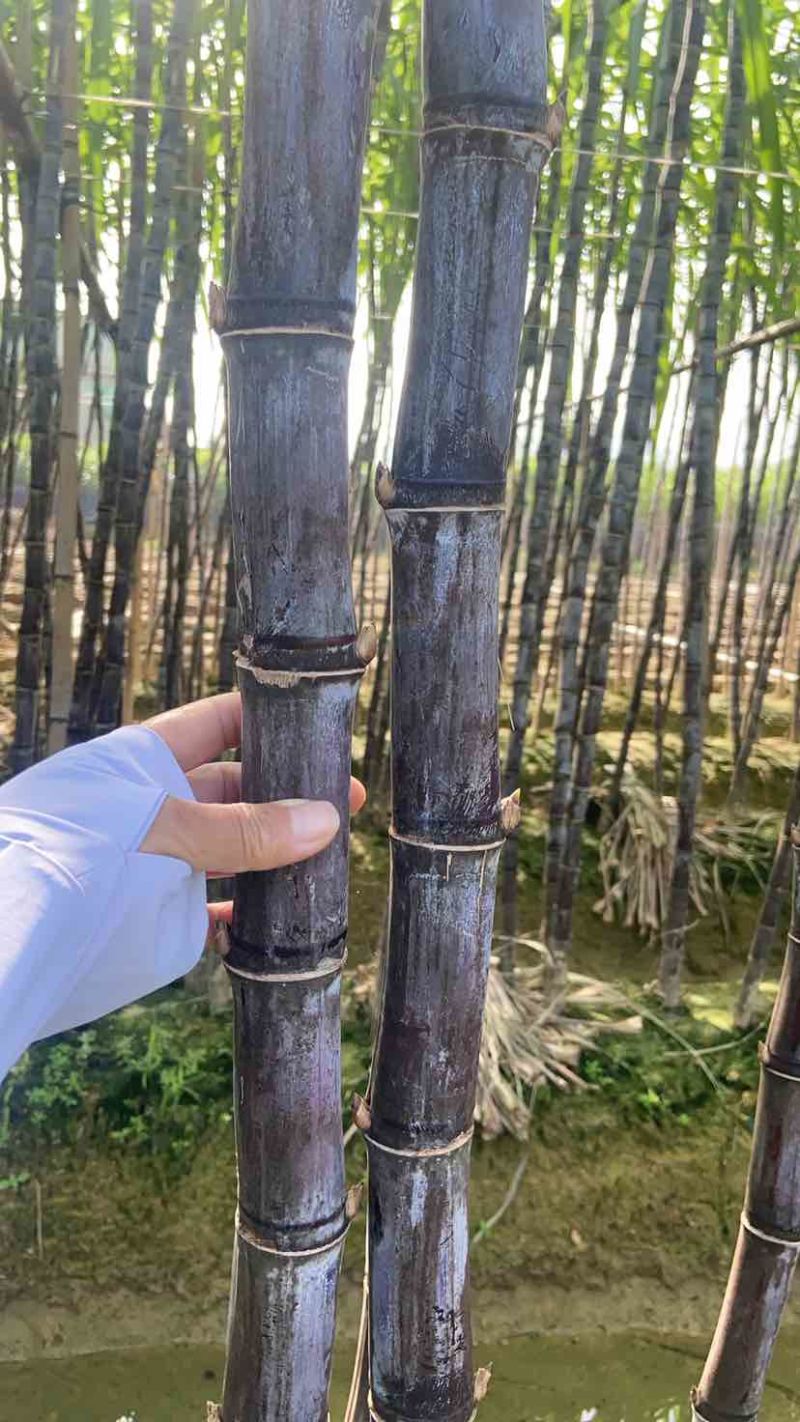 广西黑皮水果甘蔗，产地直发一吨起批，适合商超，电商，市场