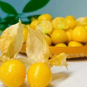 云南姑娘果灯笼果一件代发