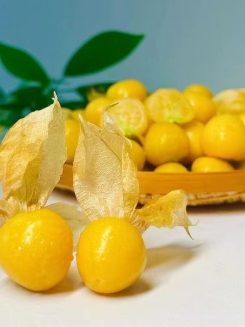 云南姑娘果灯笼果一件代发