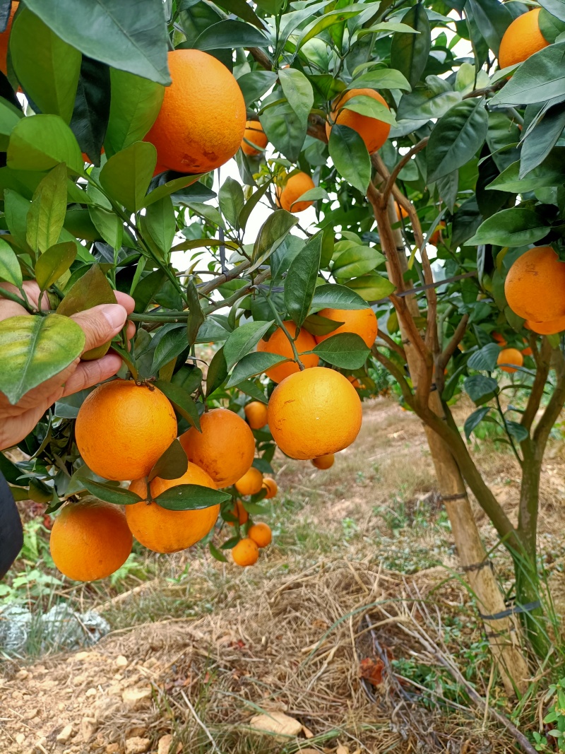 脐橙