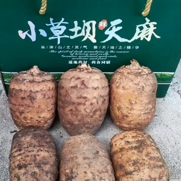 云南昭通小草坝天麻
