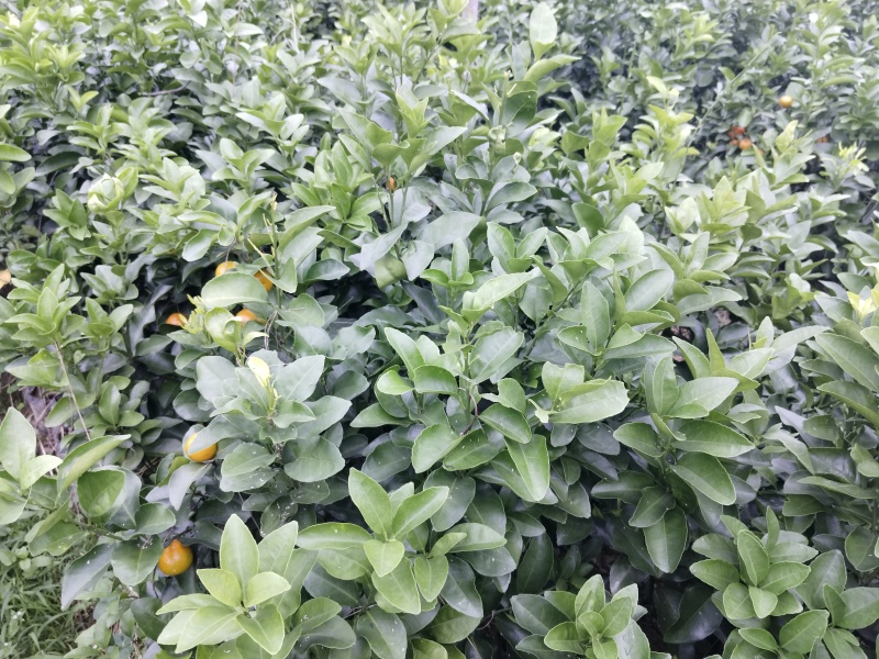 金秋沙糖桔、沃柑等杯苗