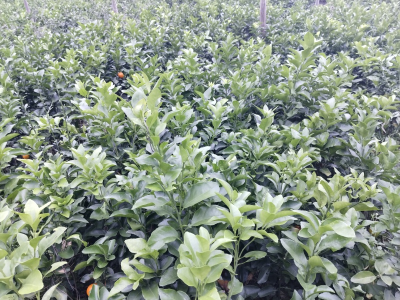 金秋沙糖桔、沃柑等杯苗