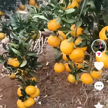 自家种的橘子有1万斤左右