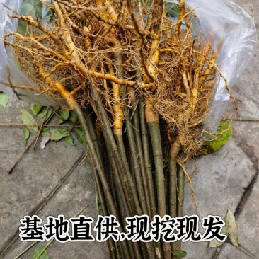 黄柏树苗