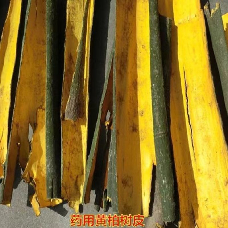黄柏树苗