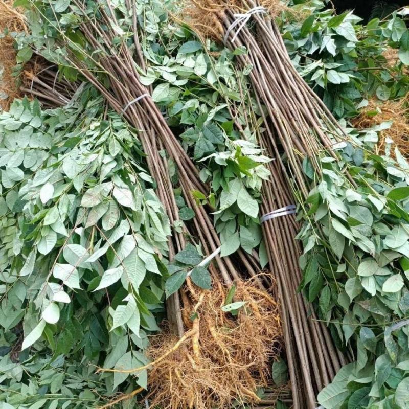 黄柏树苗