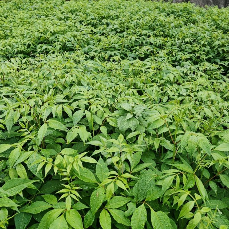黄柏树苗