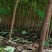 黄柏树苗