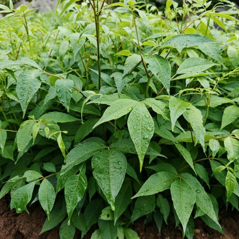 黄柏树苗