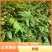 黄柏树苗