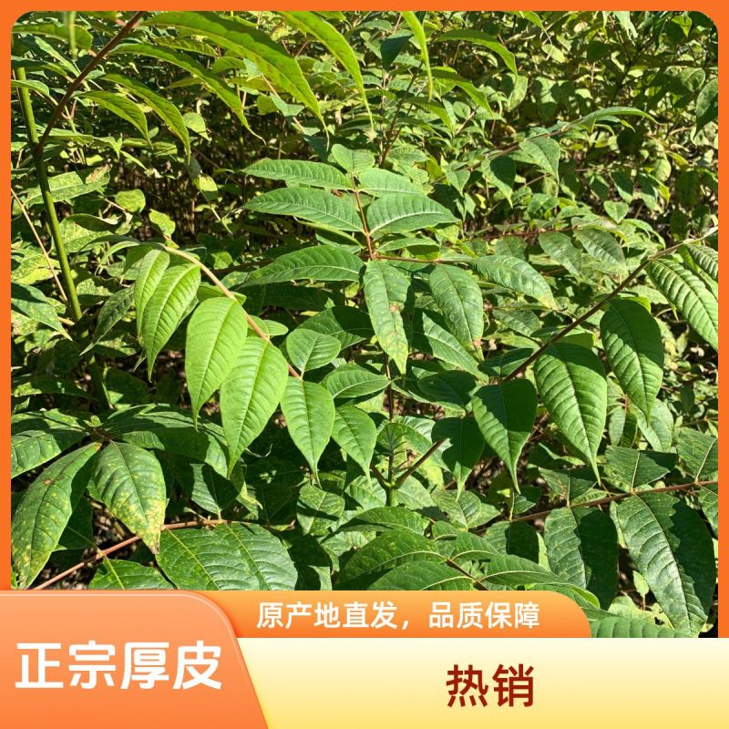 黄柏树苗