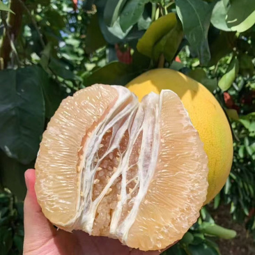 恩施贡水白柚