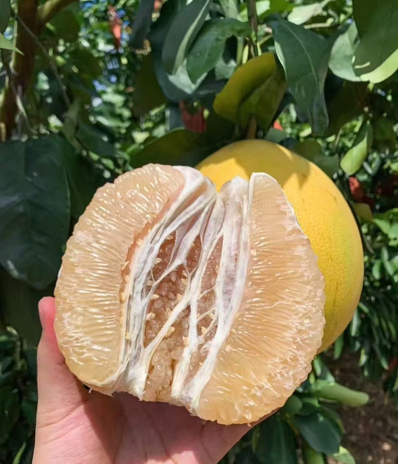 恩施贡水白柚