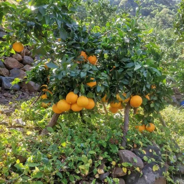 云南爱媛橙