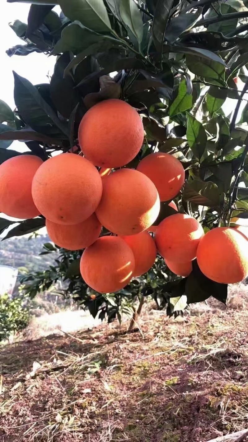 重庆奉节脐橙