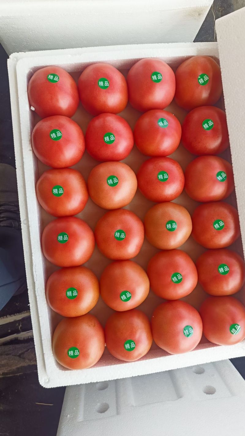 硬粉西红柿量大，品质好